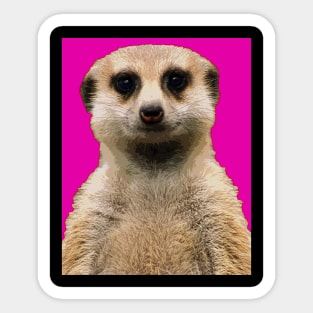 meerkat Sticker